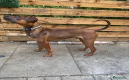 Mixed Breed dogs for sale: Dutch herder x pressa canario  - Image 3