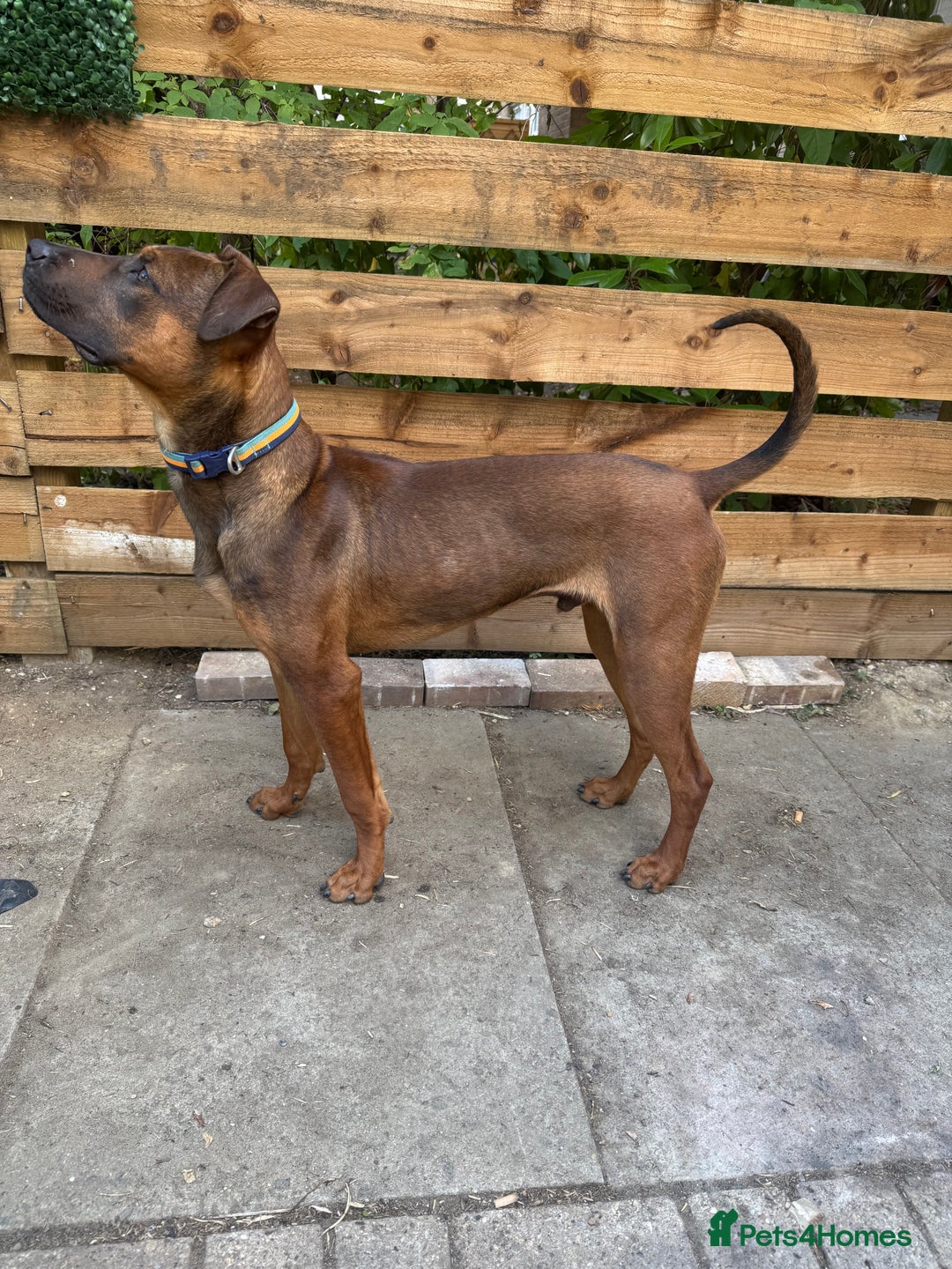 Mixed Breed dogs for sale: Dutch herder x pressa canario  - Image 3