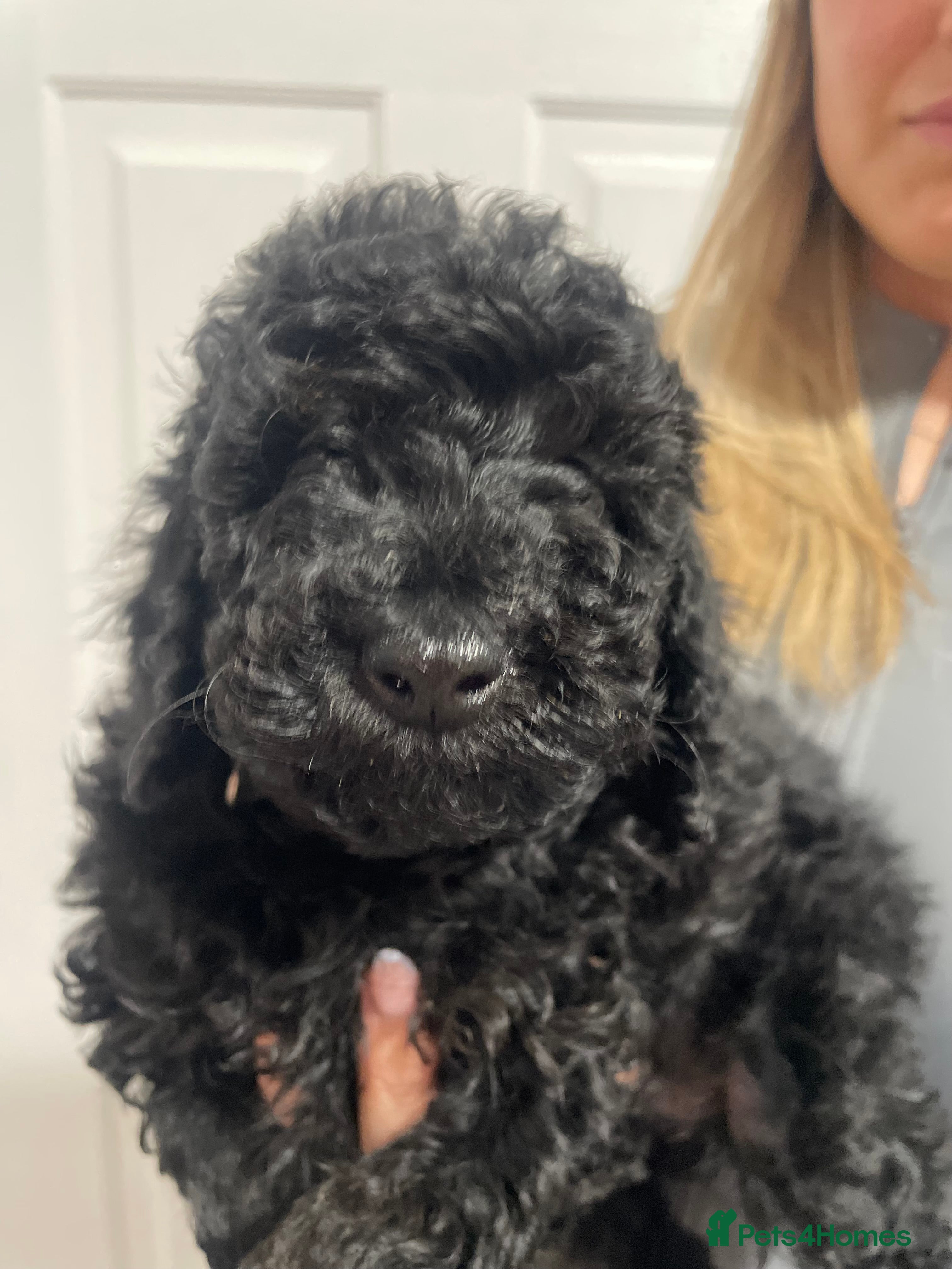 Miniature Poodle dogs Miniature Poodle DNA tested parents  - Advert 11