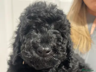 Miniature Poodle dogs Miniature Poodle DNA tested parents - Advert 14