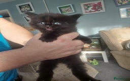 Maine Coon cats for sale: 5 Maincoon cross domestic kittens - Image 4