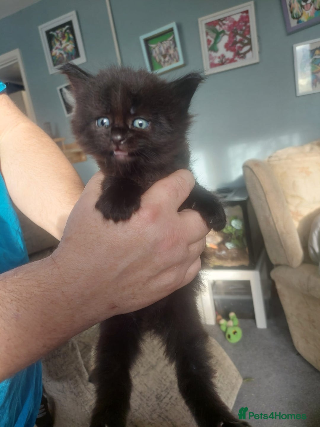 Maine Coon cats for sale: 5 Maincoon cross domestic kittens - Image 4