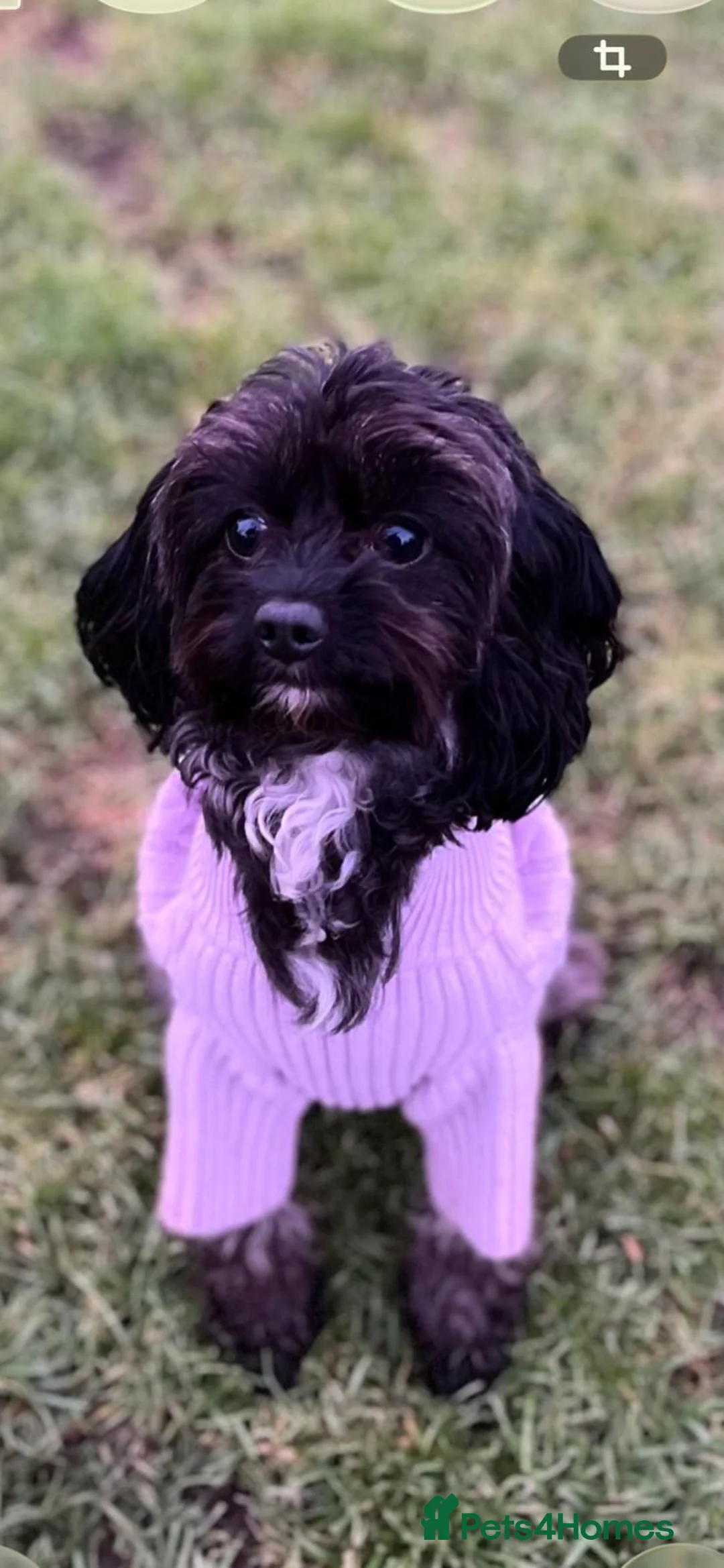 Cavapoo dogs for sale: Beautiful litter of 4 F1b toy cavapoo  in Cardiff - Advert 11