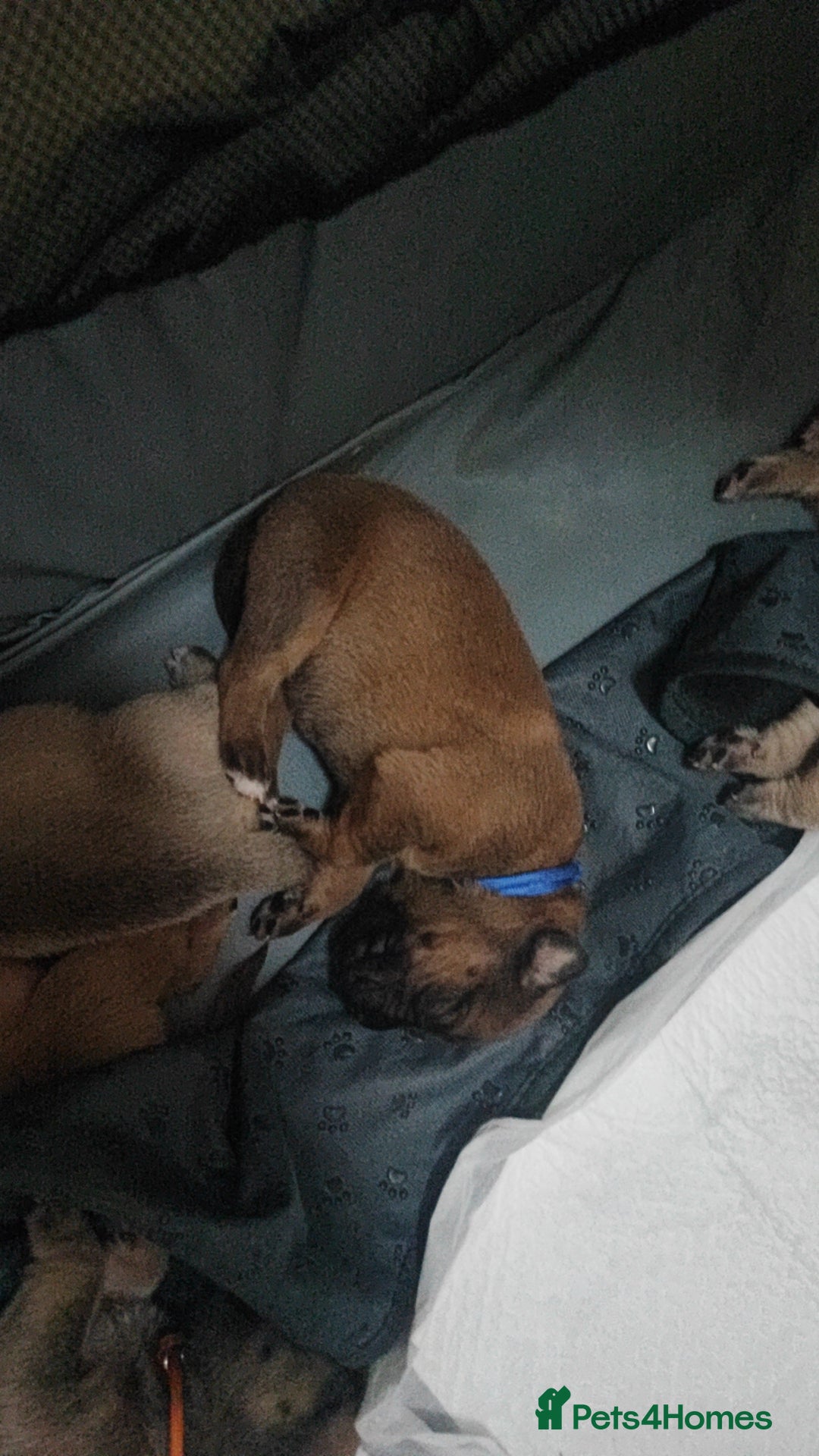 Mixed Breed dogs for sale: Dogue de bordeaux/ presa canario - Advert 5