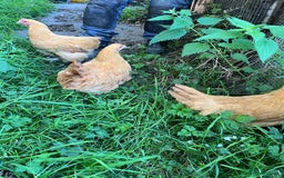 Chickens poultry for sale: Trio buff Orpingtons  - Image 3