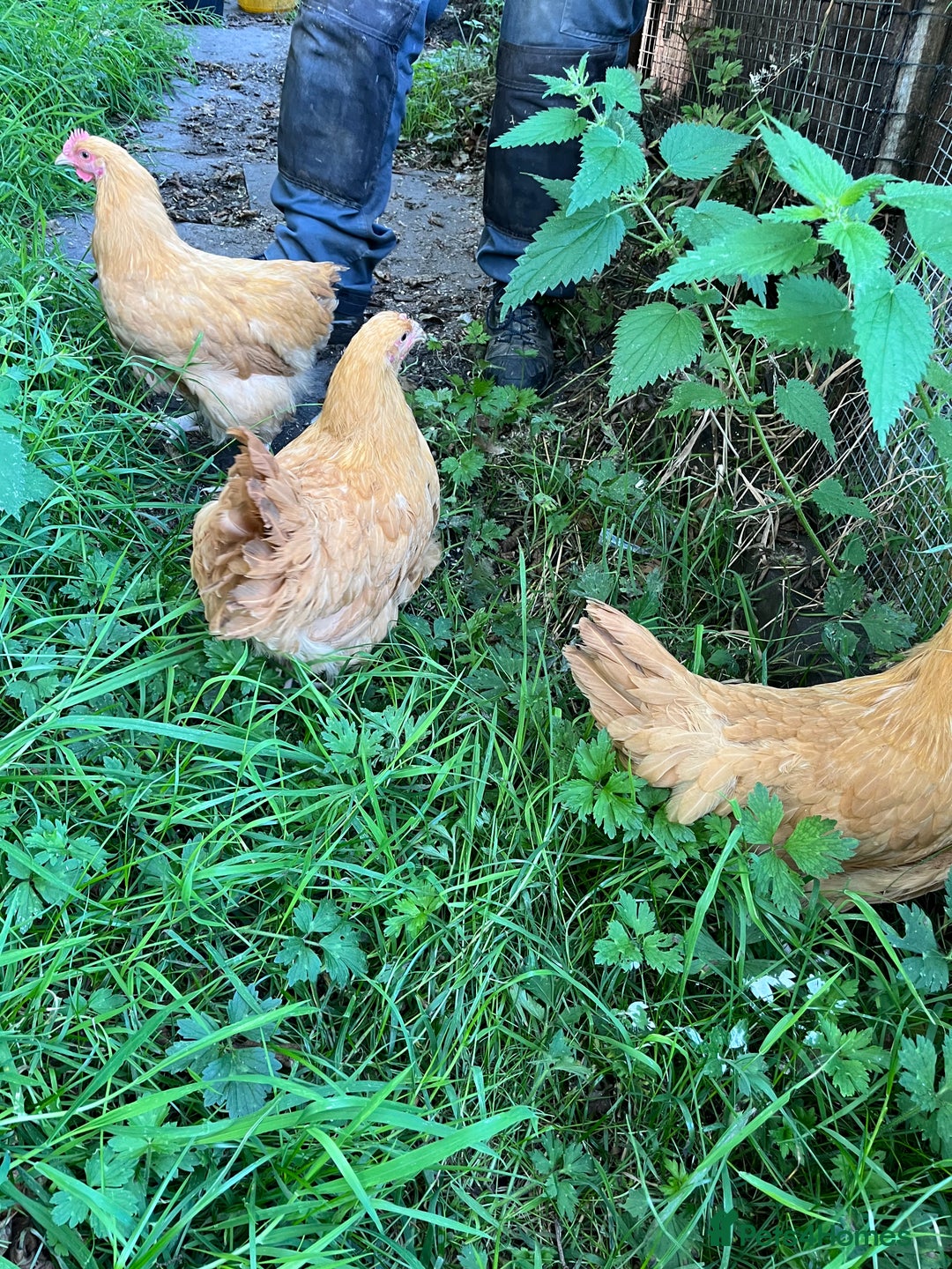 Chickens poultry for sale: Trio buff Orpingtons  - Image 3