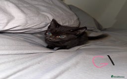 Mixed Breed cats for sale: 5x kittens looking for forever homes  - Image 3