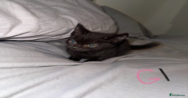 Mixed Breed cats - Advert 3