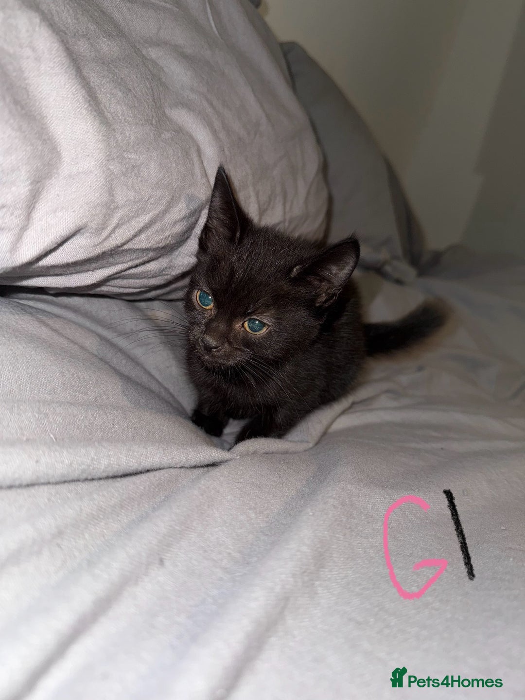 Mixed Breed cats for sale: 5x kittens looking for forever homes  - Image 3