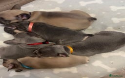 French Bulldog dogs for sale: French bulldog puppies - Image 4