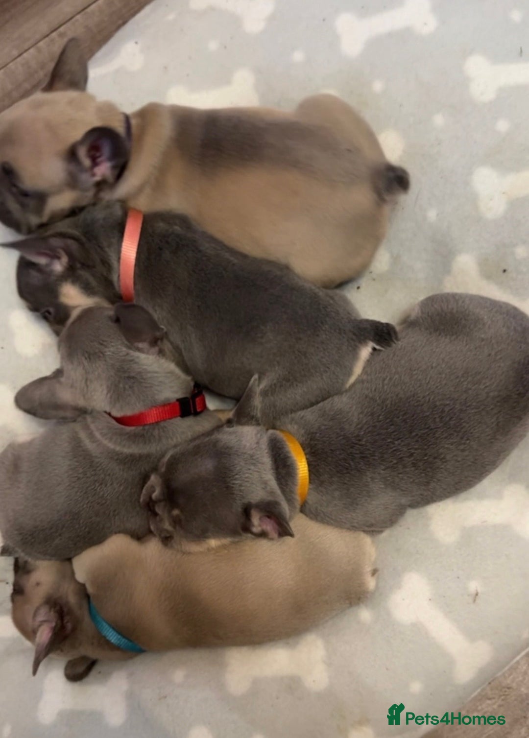French Bulldog dogs for sale: French bulldog puppies - Image 4