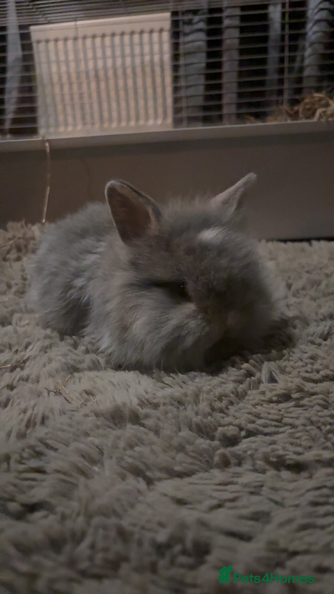 Mini Lop rabbits for sale: Lion head / mini lop mix baby male rabbits  - Advert 4