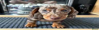 Miniature Dachshund 