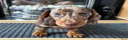 Miniature Dachshund dogs for sale: KC registered Miniature Dachshund  - Advert 13