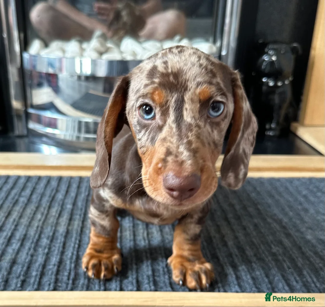 Miniature Dachshund dogs for sale: KC registered Miniature Dachshund  - Advert 13
