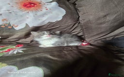British Longhair cats for sale: Stunning British Shorthair x Siberian Kittens  - Image 6