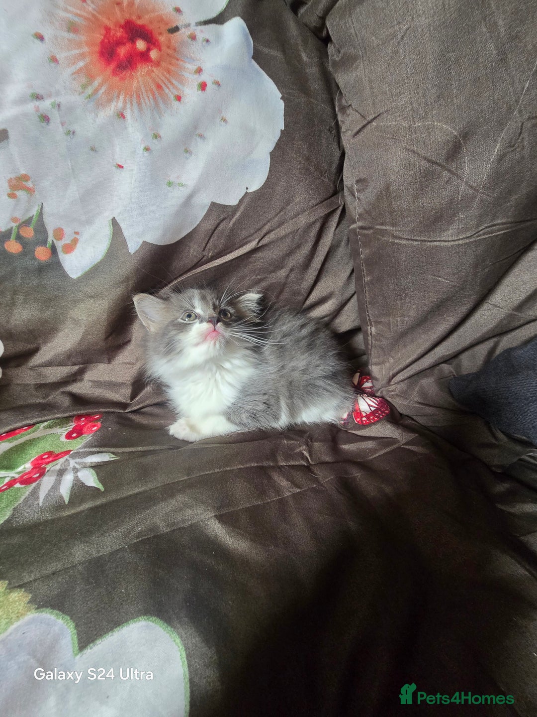 British Longhair cats for sale: Stunning British Shorthair x Siberian Kittens  - Image 6