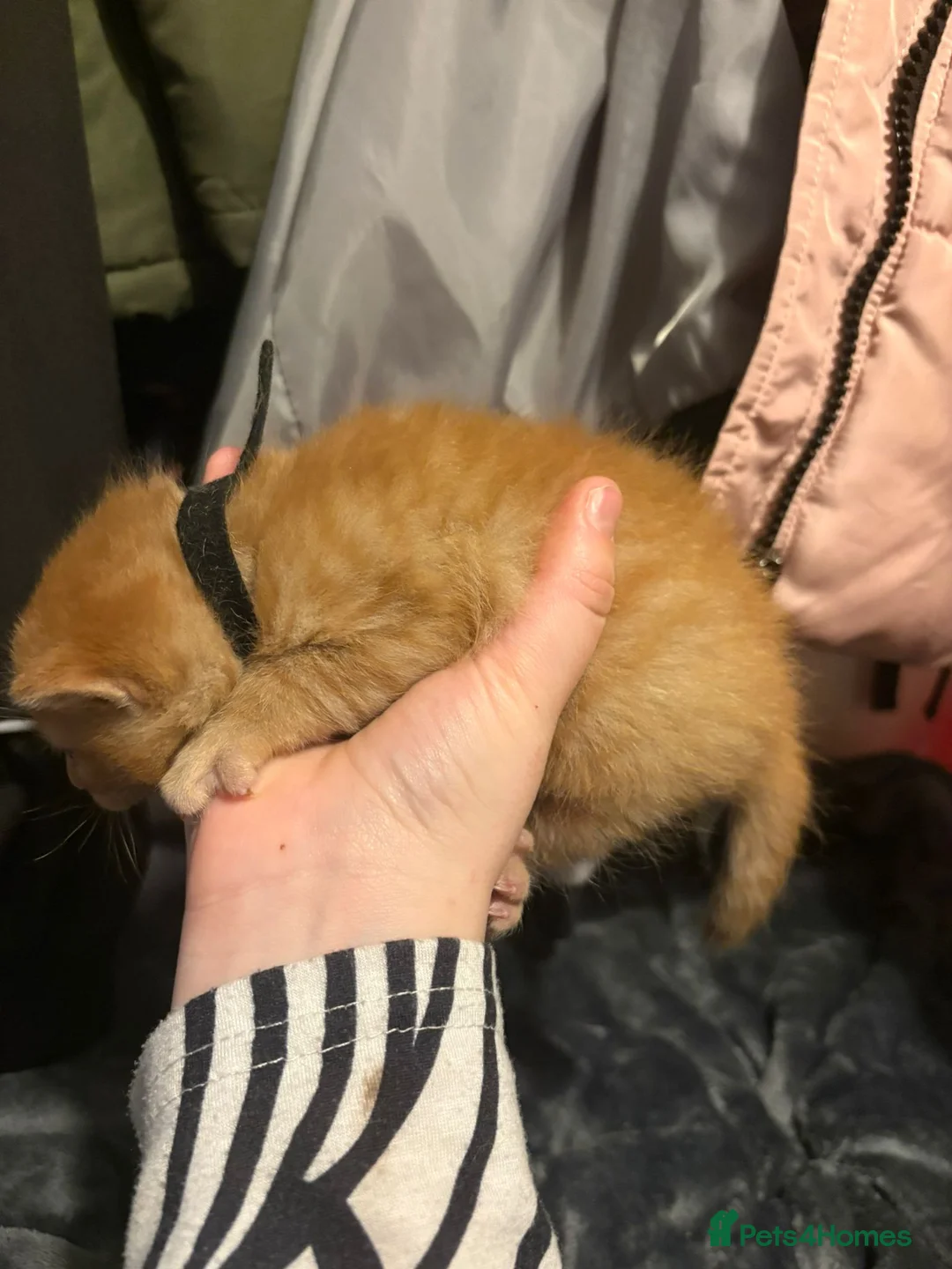 Mixed Breed cats for sale: Ginger male kitten  - Advert 6