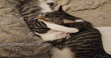 Mixed Breed cats - Advert 7