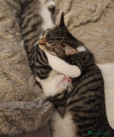 Mixed Breed cats - Advert 4