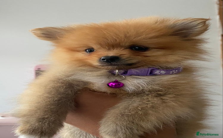 Pomeranian dogs - Advert 1