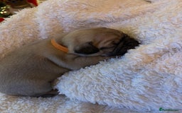 Pug dogs for sale: Pug puppies - Advert 24