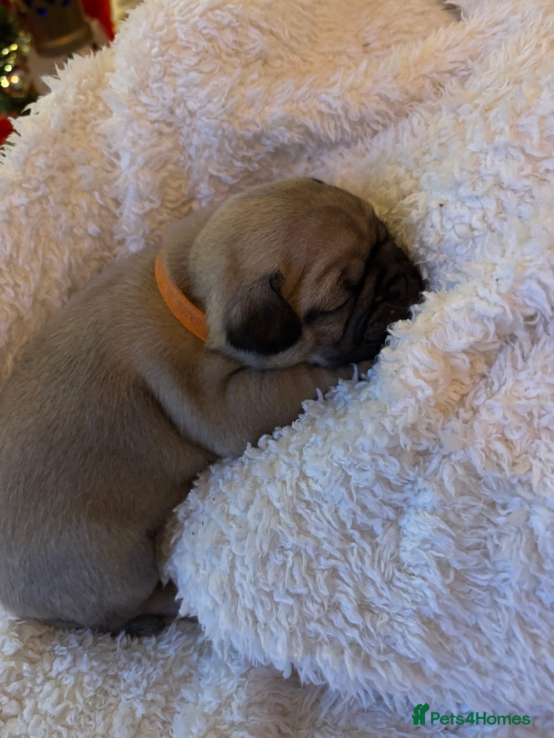 Pug dogs for sale: Pug puppies - Advert 24