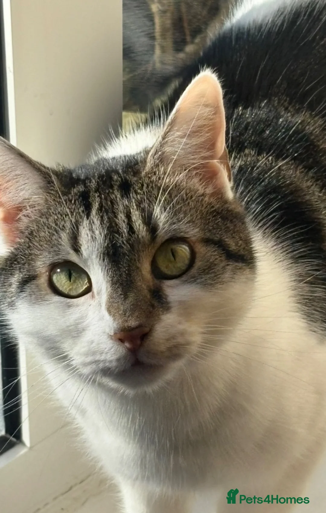Mixed Breed cats for sale: Willow- The Perfect Companion  in Consett - Advert 4