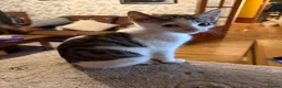 Mixed Breed cats for sale: Half Sphynx boy  - Advert 2