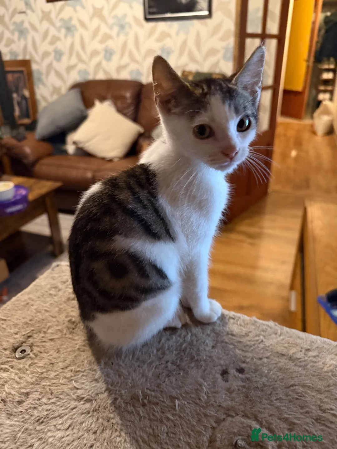 Mixed Breed cats for sale: Half Sphynx boy  - Advert 2