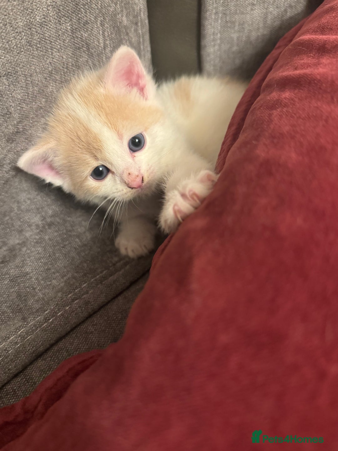 Mixed Breed cats for sale: 3 Beautiful kittens available - Advert 12