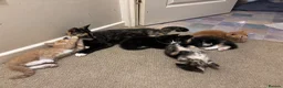 Mixed Breed cats for sale: Five beautiful kittens  in Witney - Advert 16