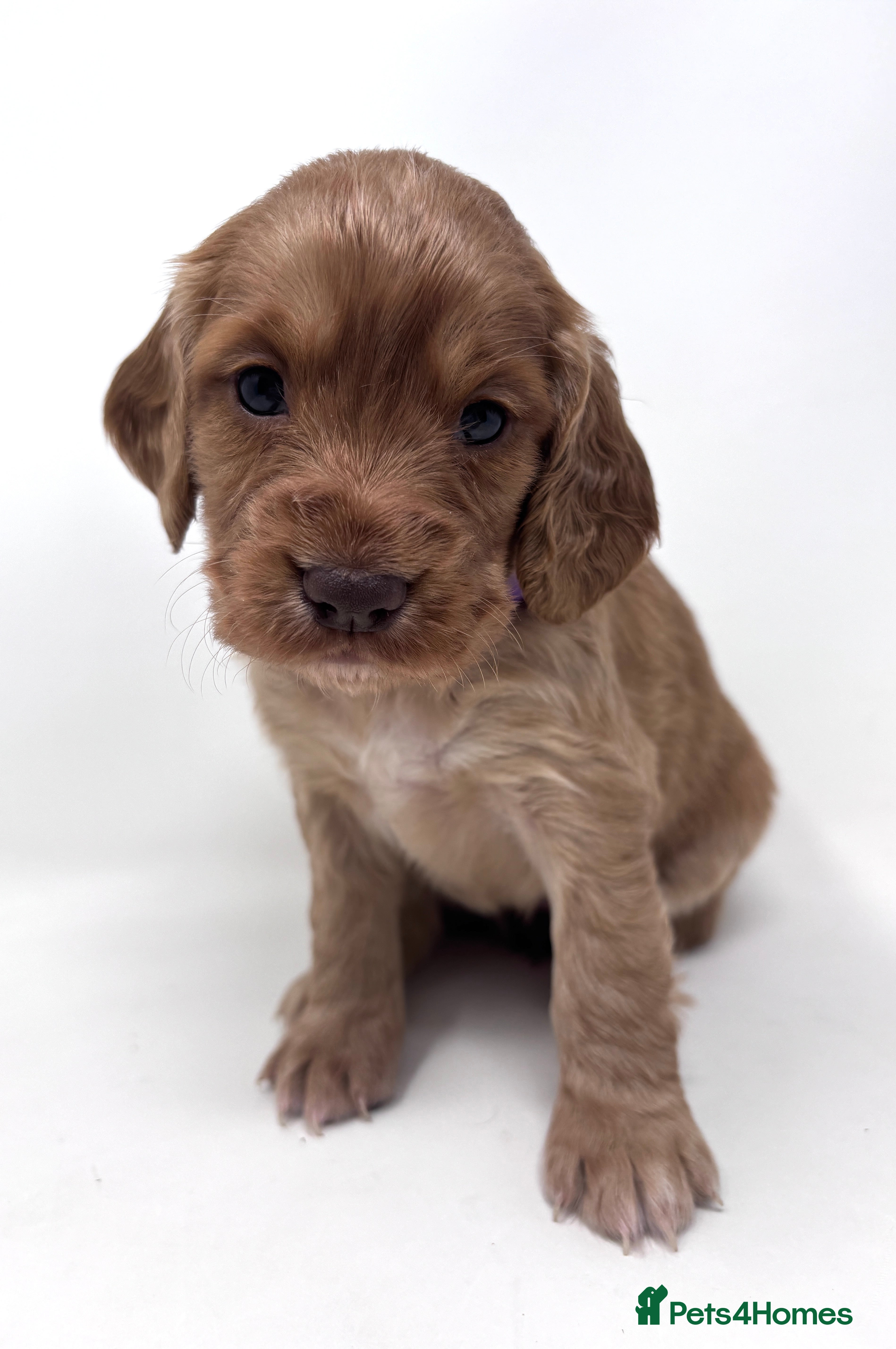 Cocker Spaniel dogs CHUNKY RED WORKING COCKER SPANIEL PUPPIES  - Advert 2