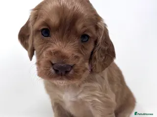 Cocker Spaniel dogs CHUNKY RED WORKING COCKER SPANIEL PUPPIES - Advert 2