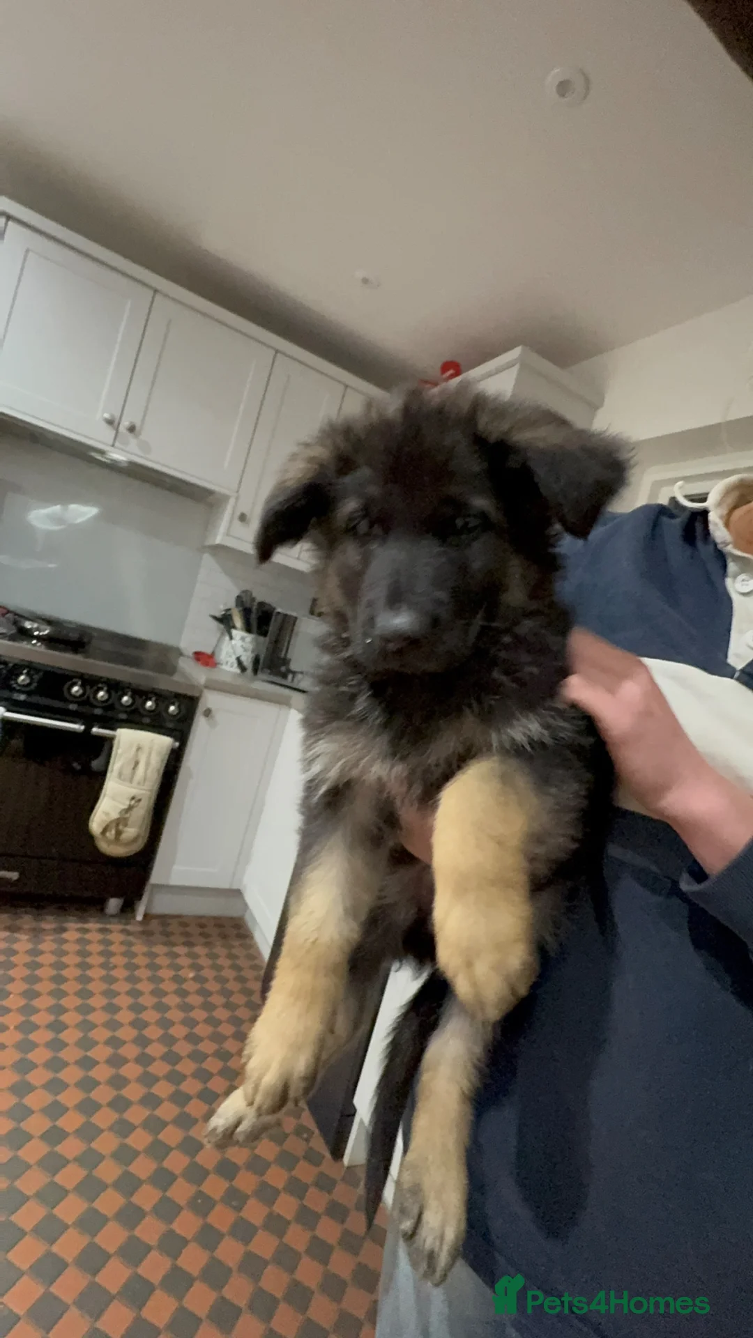 German Shepherd dogs for sale: Pure bred Straight Back German Shepherds - Advert 2