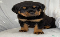 Rottweiler dogs for sale: **Stunning Rottweiler Puppies** - Image 7