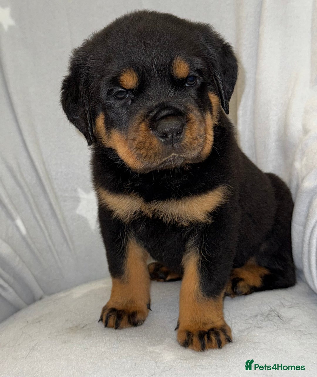 Rottweiler dogs for sale: **Stunning Rottweiler Puppies** - Image 7