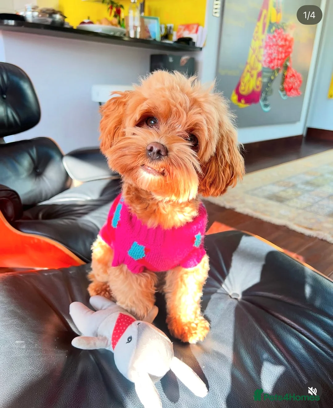 Maltipoo dogs for stud: Beautiful Maltipoo Ginger Stud ready to Date! - Advert 6