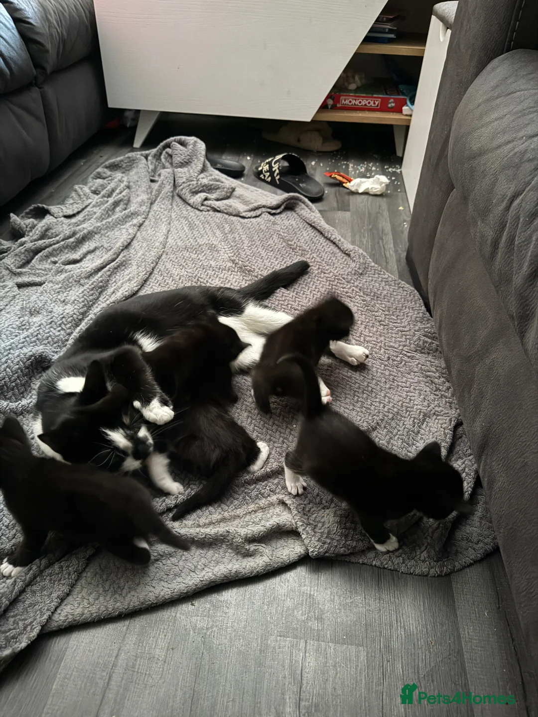 Mixed Breed cats for sale: Common house kittens - Advert 2