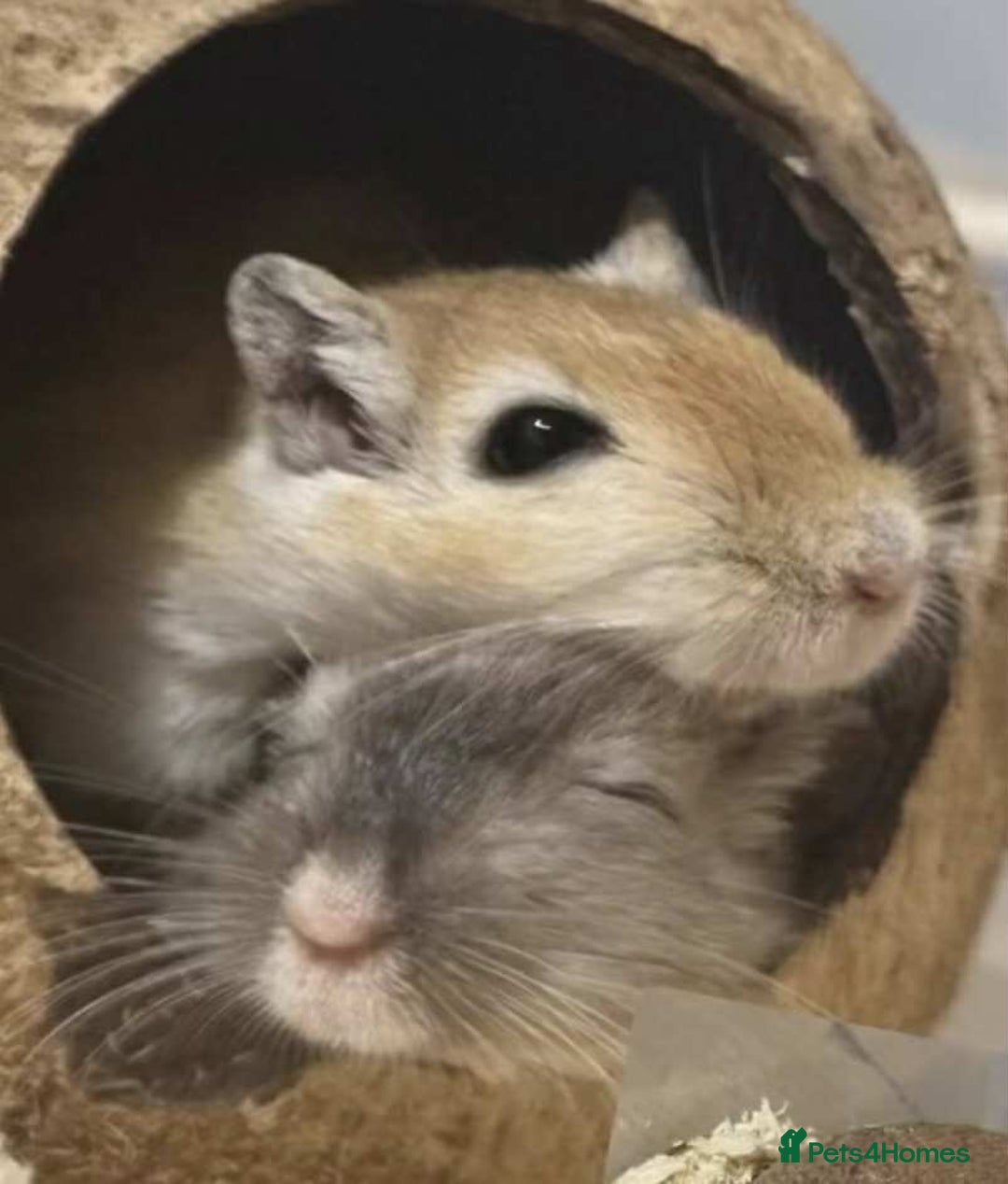 Gerbil rodents for sale: 2pcs Gerbils with Accessories - Advert 2