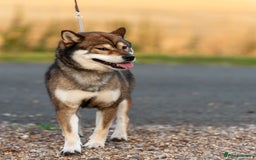 Japanese Shiba Inu dogs for sale: “LAST SESAME BOY  • Champion Broadlands Lineage” - Image 5