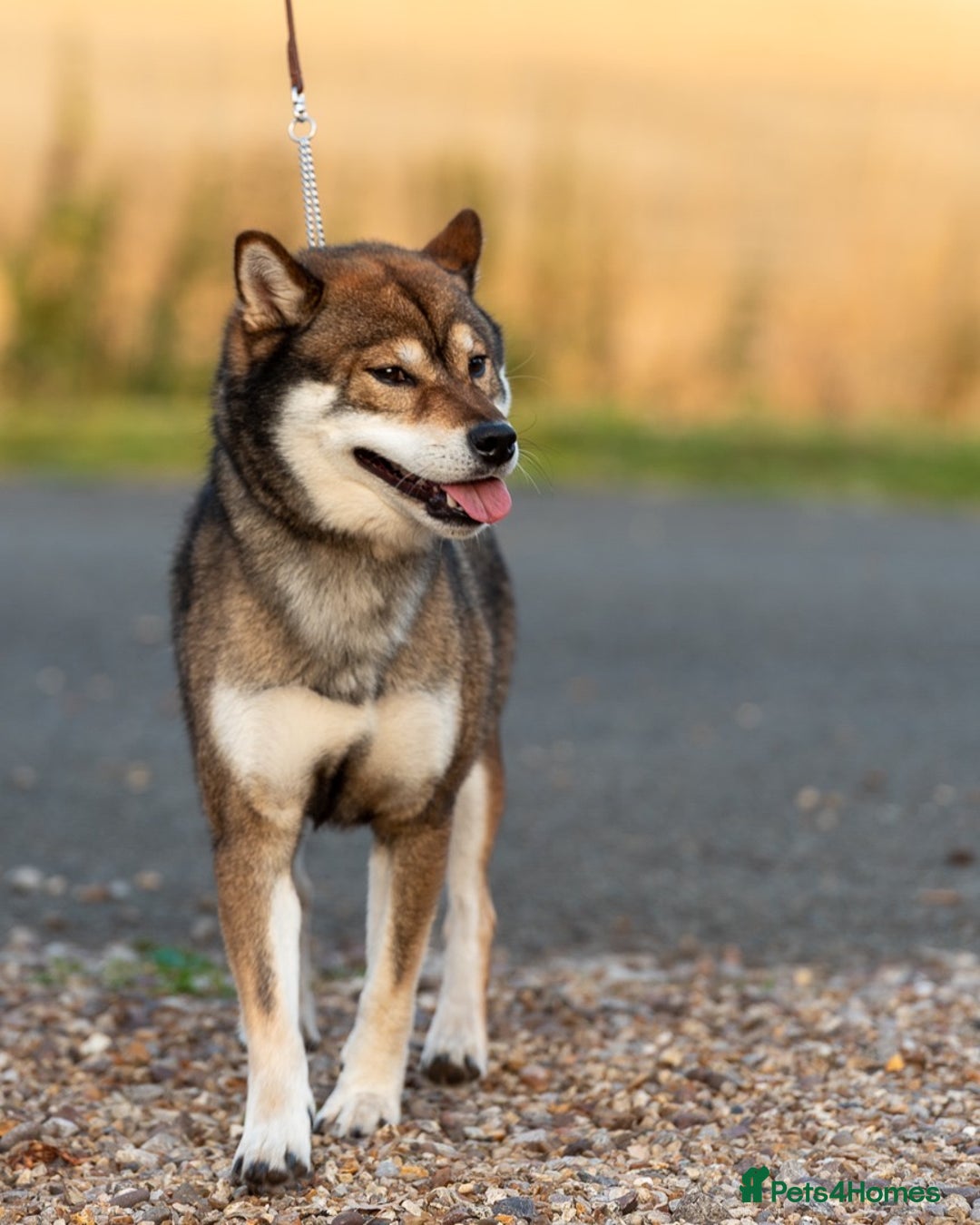 Japanese Shiba Inu dogs for sale: “LAST SESAME BOY  • Champion Broadlands Lineage” - Image 5