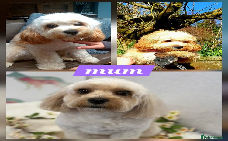 Mixed Breed dogs - Advert 2
