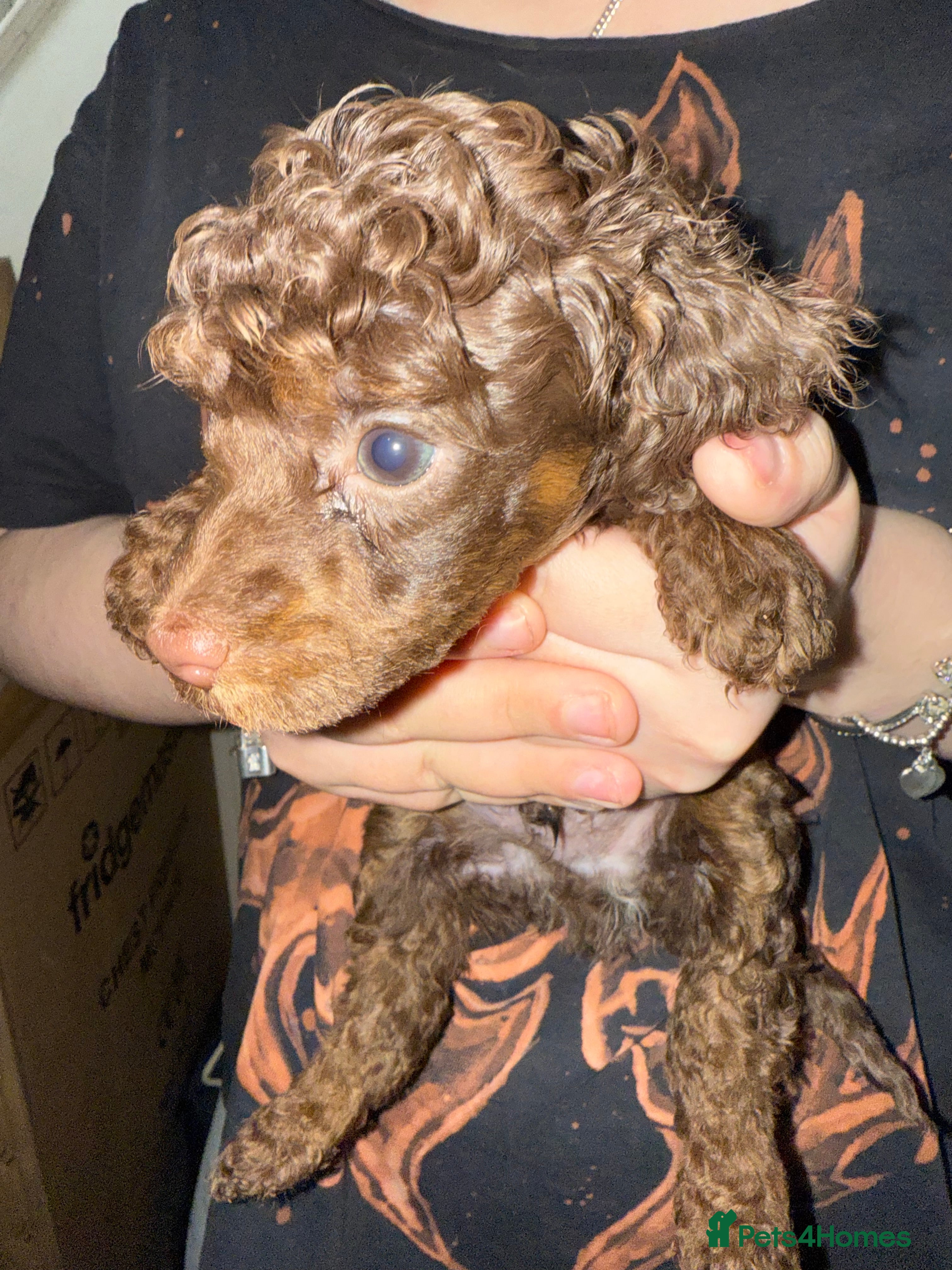 Toy Poodle dogs Brown phantom Kc toy poodles - Advert 9