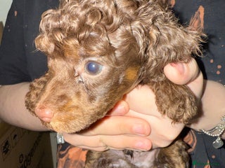 Toy Poodle dogs Brown phantom Kc toy poodles - Advert 9