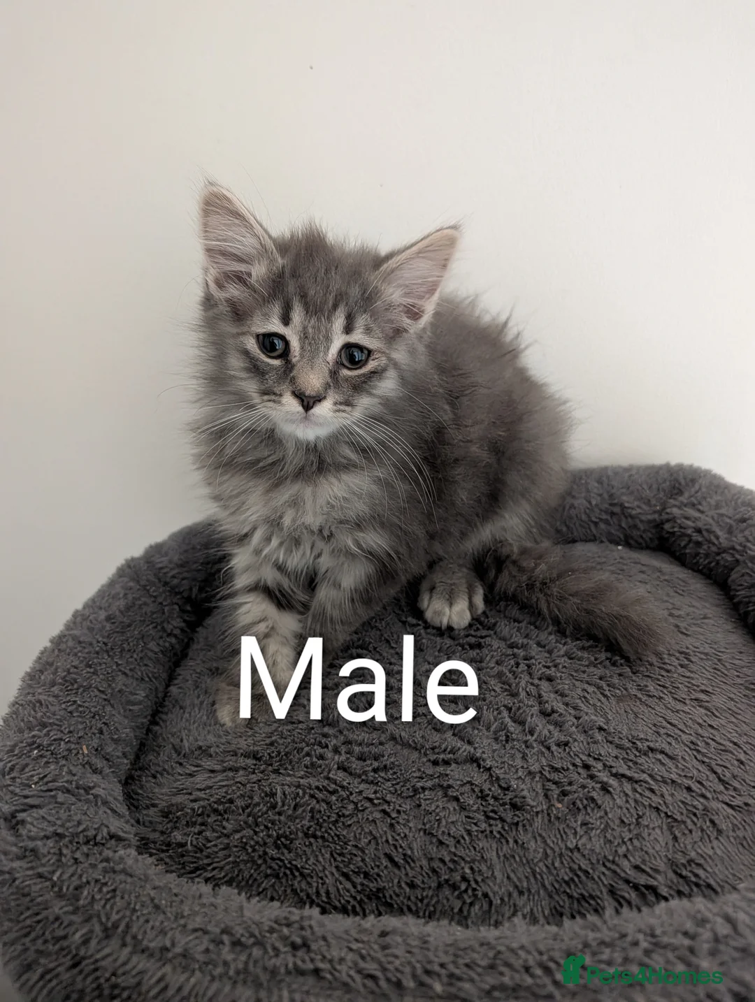 Mixed Breed cats for sale: Beautiful long & short hair kittens  - Advert 2