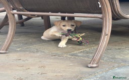 Mixed Breed dogs for sale: Saluki whippet greyhounds  - Image 9