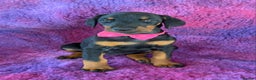 Dobermann dogs for sale: KC REG HEALTH TESTED EUROPEAN DOBERMAN : REDUCED! - Advert 14
