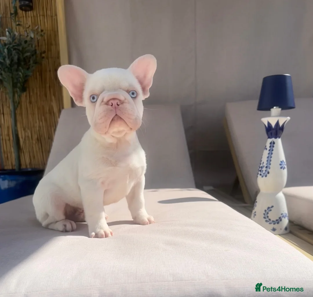 French Bulldog dogs for sale: Fluffy French bull dog puppies and pink frenchie in Brentwood - Advert 2