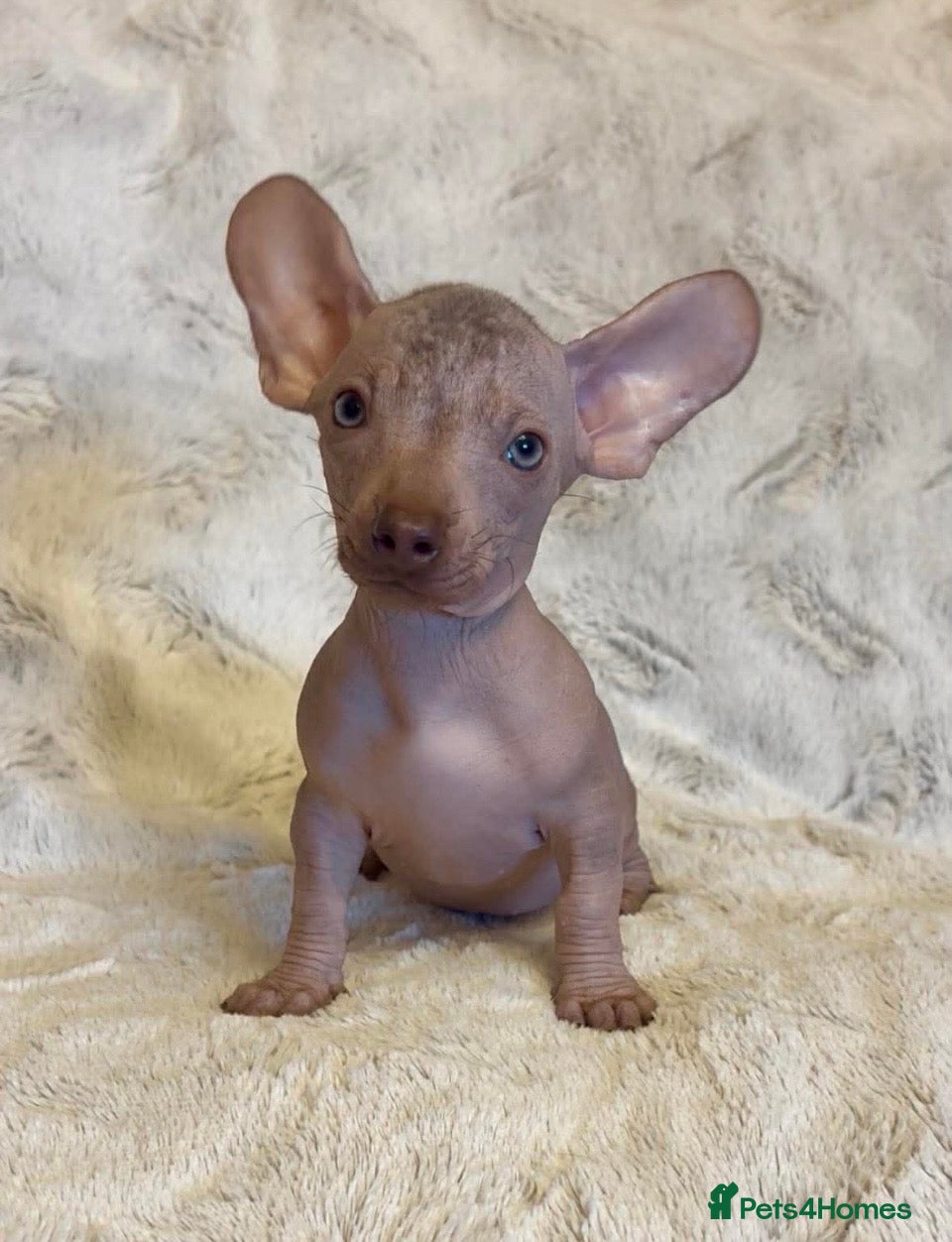 Chihuahua dogs Hairless chihuahua boys  - Advert 1